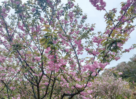 巴南天台有约 2200余株樱花浪漫“樱”缘 巴南石滩第七届天台花谷樱花节开幕