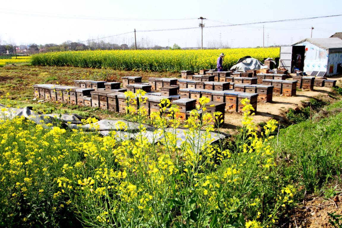 巢湖夏阁镇养蜂成就甜蜜事业