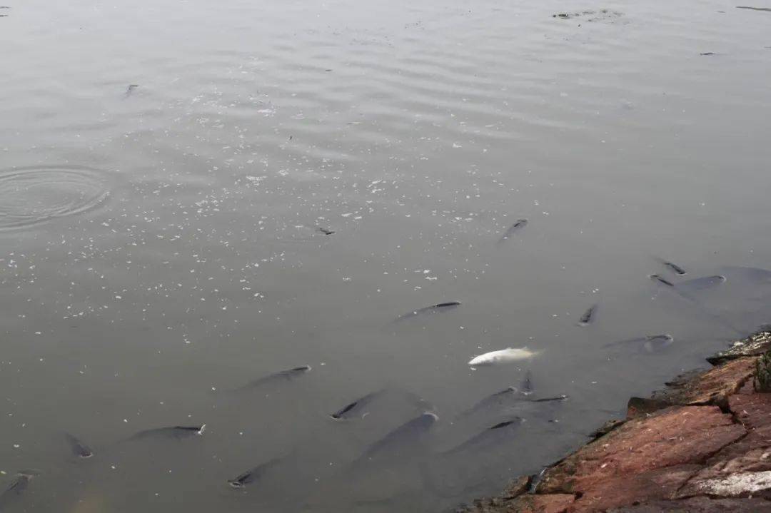 多少度鱼沉底 095ff425dac24f5fa6bd5840f4e281e6.jpeg