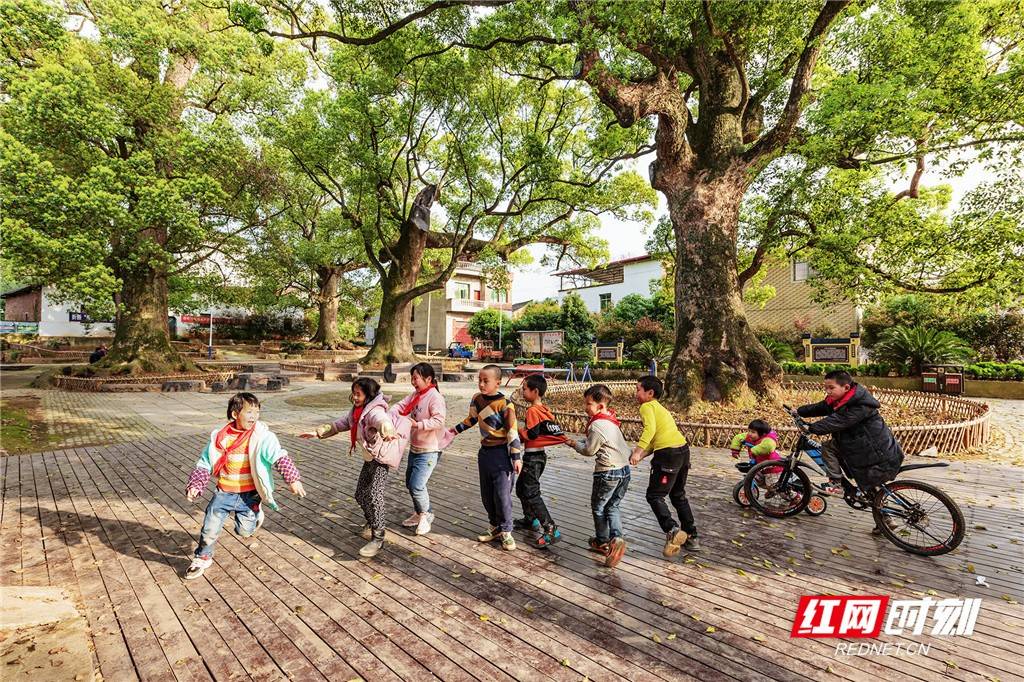湖南东安：千年古樟群主题公园成微旅游打卡地