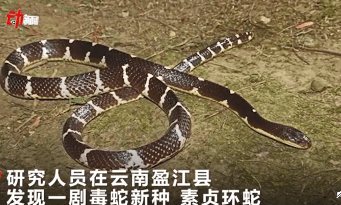 云南发现剧毒蛇新种命名"素贞环蛇",相对接近"白蛇"形象!