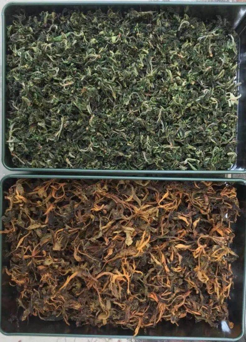 河湟印象丨果洛班玛藏雪茶二十五