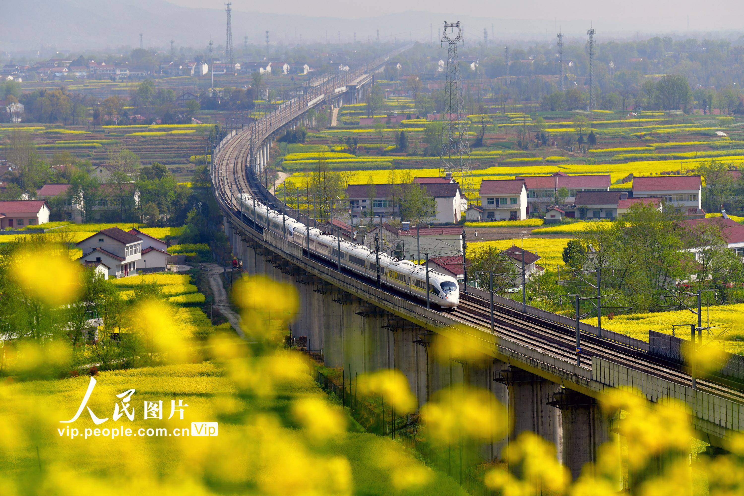 高铁列车在花海中穿行,构成一道亮丽的风景线