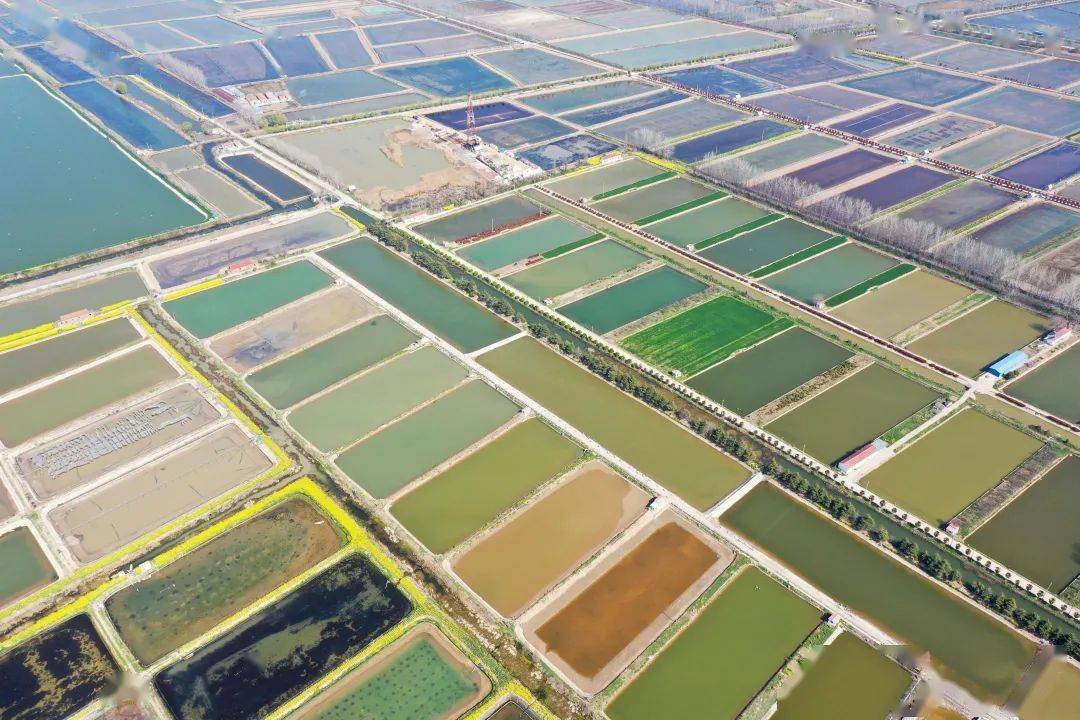 惊艳春日蟹塘犹如调色盘