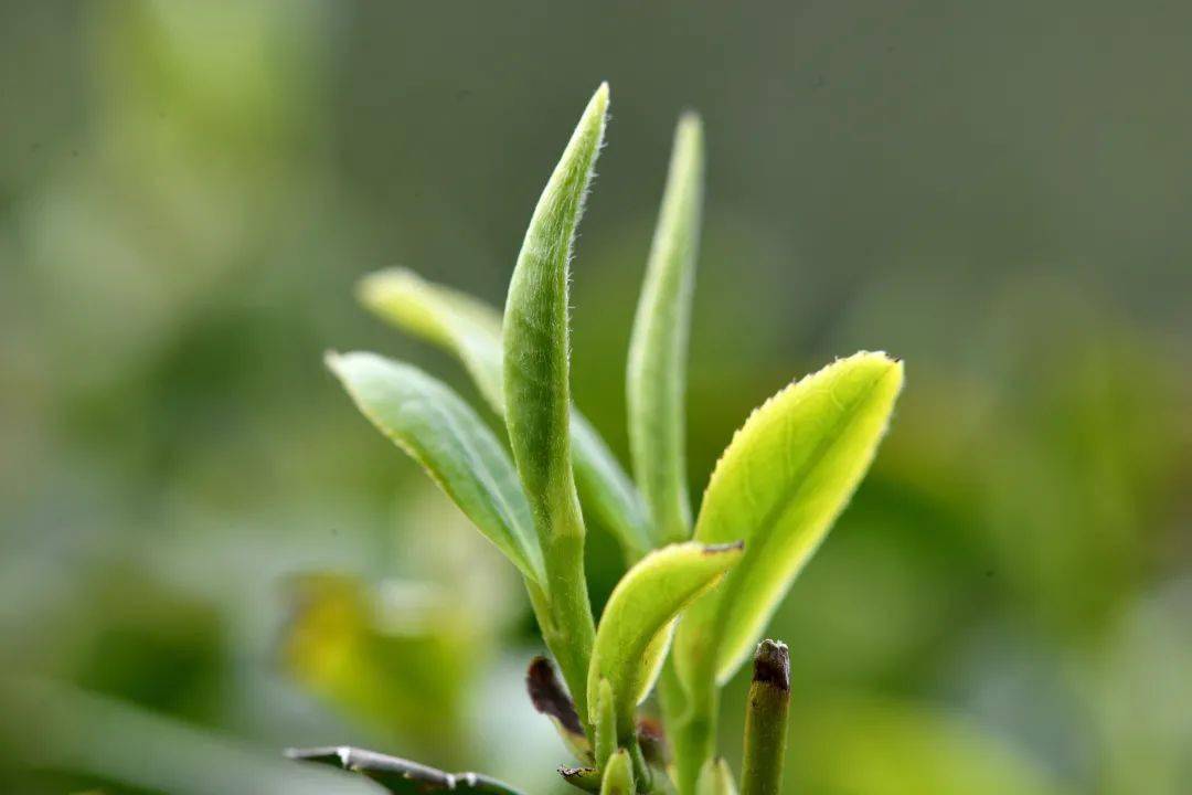 湖北省襄阳市保康县寺坪镇台口村茶厂的制茶师在对新采的茶叶摊青.