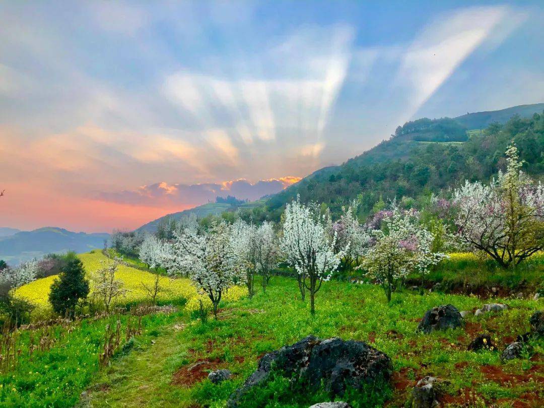 罗平马街驿路梨花