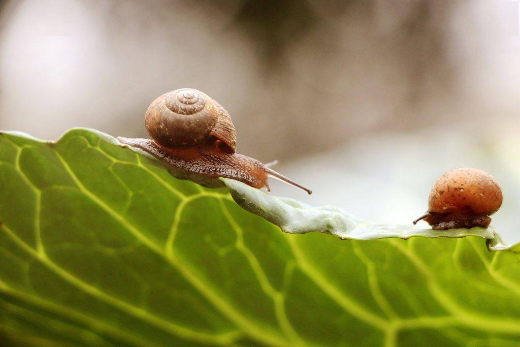 年3月6日,湖南省娄底市涟源市桥头河镇拍摄到的一菜叶上觅食的蜗牛