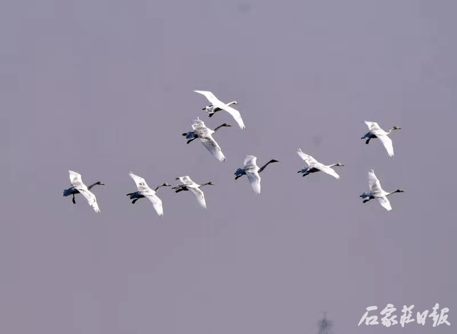 【最新消息】翩翩起舞！700多只小天鹅飞抵滹沱河！