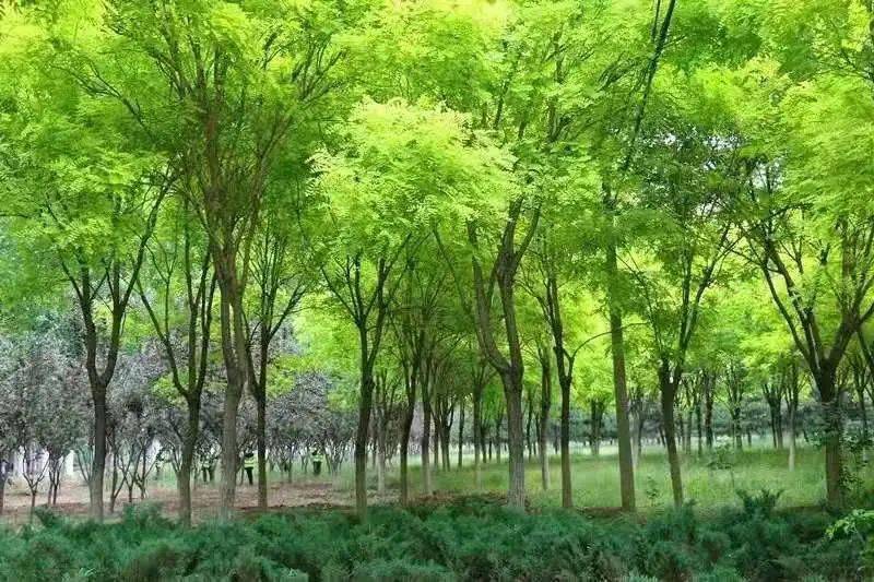 新闻速递从植绿到养林西集镇给出全市近自然生态林养护样本