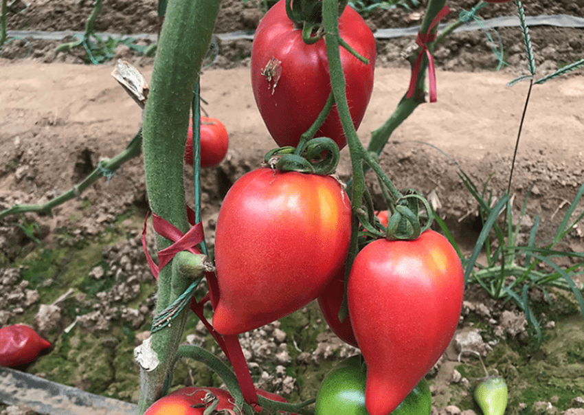 芒果蜜水果番茄每斤8元,亩产8000斤,你认为值得种植吗