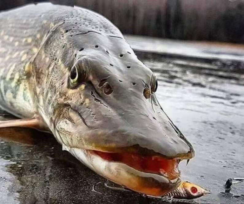 大型冷水原生鱼不想加温还要个体大性凶猛下述四种可以吗