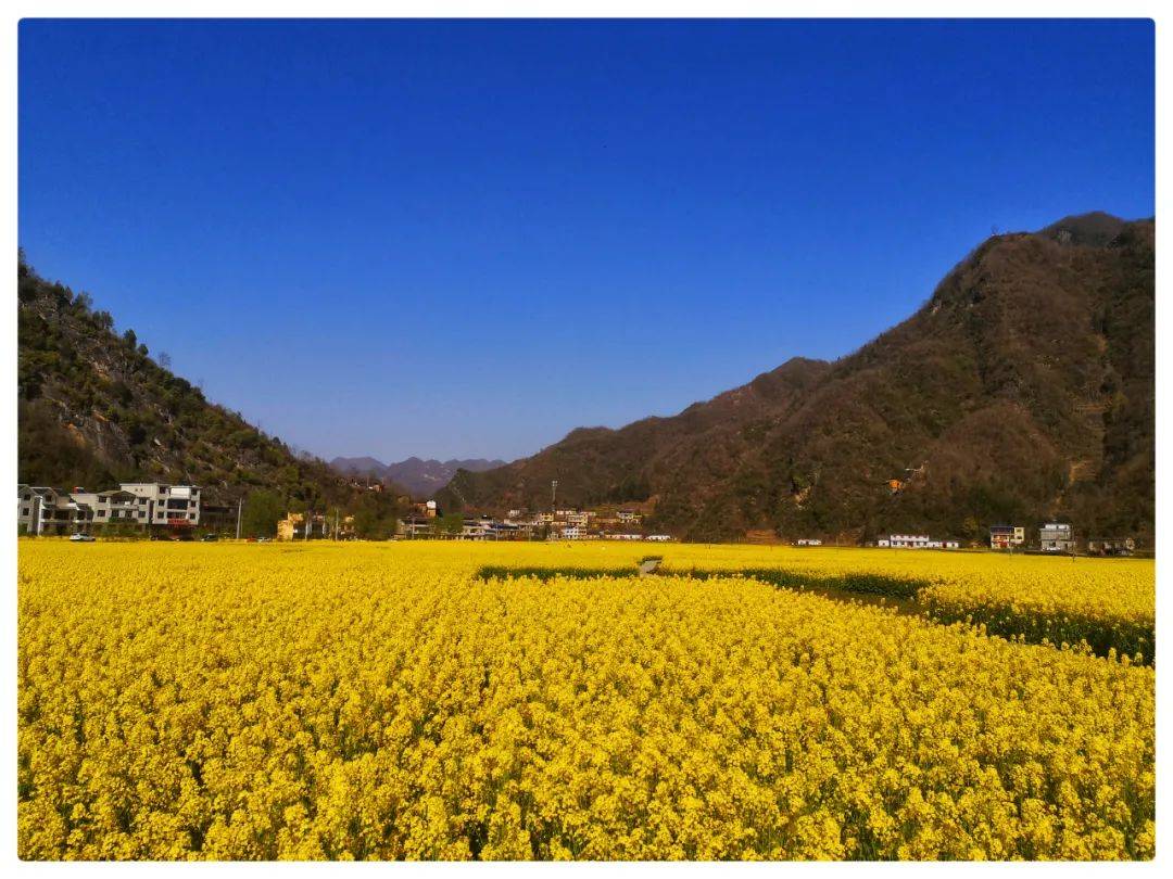 i生活春天里的水泉坪高山油菜花正开峡谷云海引人来