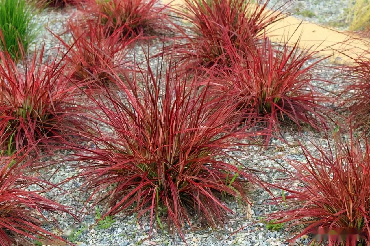 紫红色的代表植物火焰狼尾草:冬休眠,叶火红色,花序形似狼尾状.