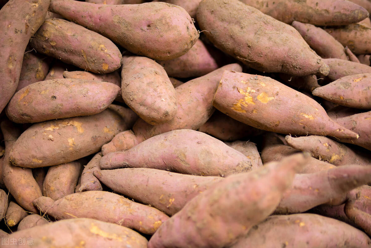 甘薯贮藏期腐烂的原因是什么呢