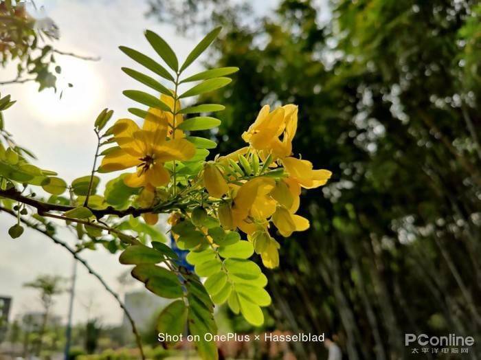 白天主摄样张白天主摄样张白天主摄样张而照片的动态范围上一加 9也有