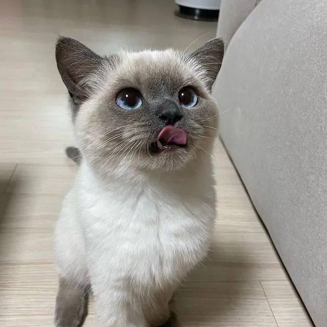 猫色场所no2戏精黑脸猫居然会做三菜一汤