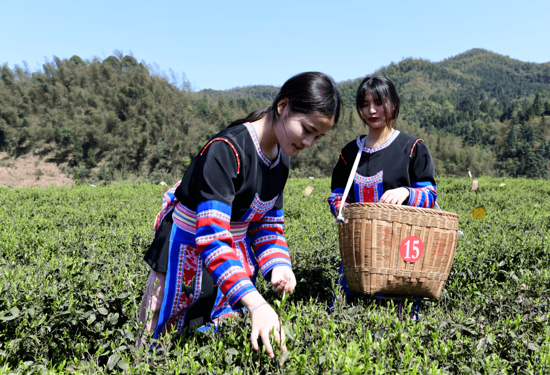湖南常宁举办“聚焦茶旅产业”网络媒体采风活动
