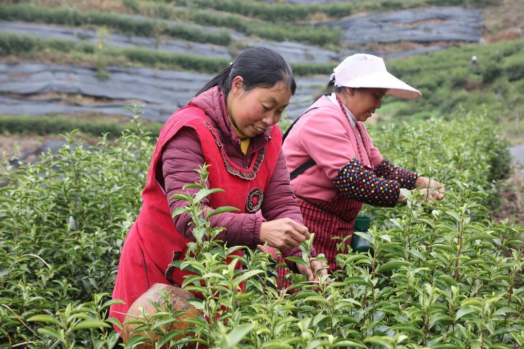 茶农正在采茶