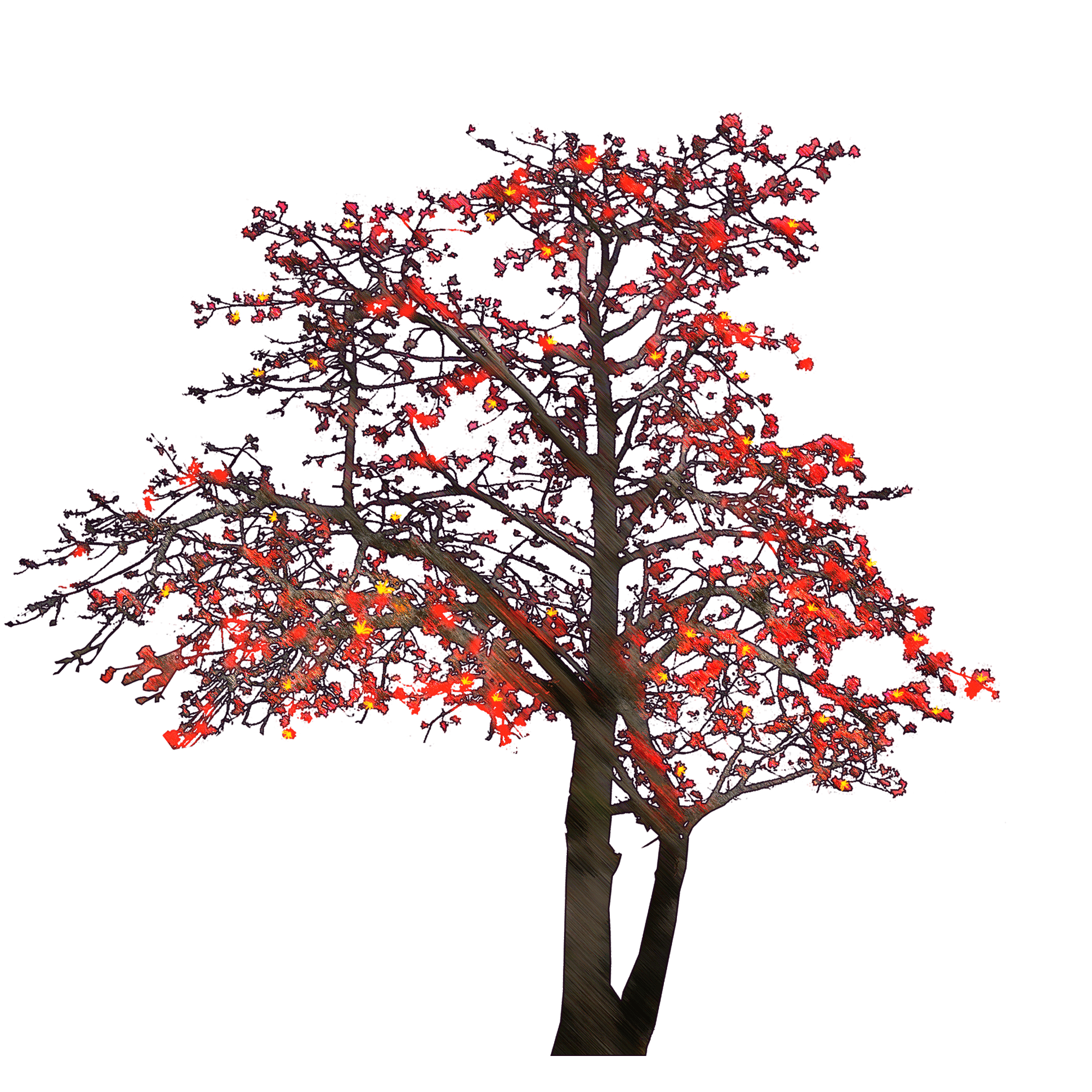 未见过比木棉更霸气豪放的花