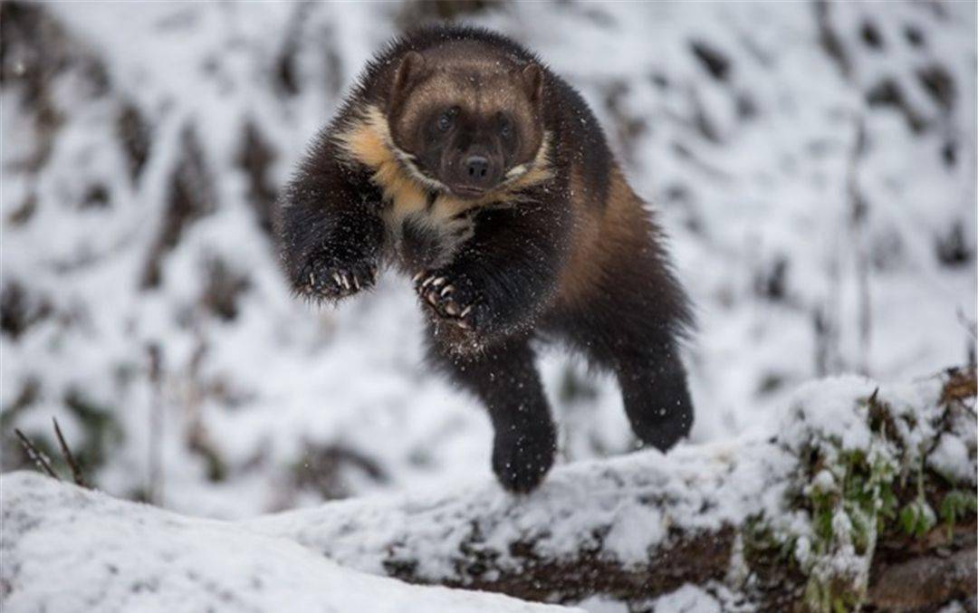 在我国仅见于东北和新疆的貂熊能击退灰狼力战猞猁