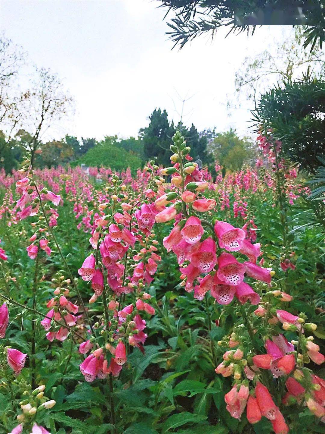 玫瑰,飞燕草,紫荆等繁花 1500平方米的玫瑰园 几千株玫瑰花错落有致地