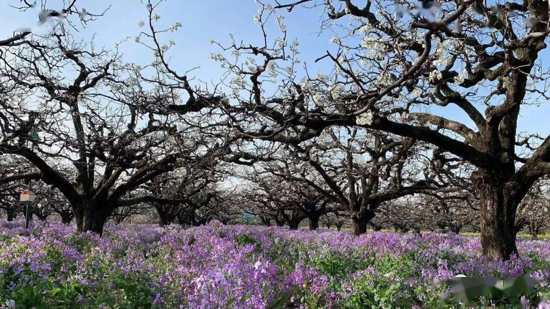 2021中国·砀山梨花节将于3月24日—4月20日举行梨花节,你不能错过的