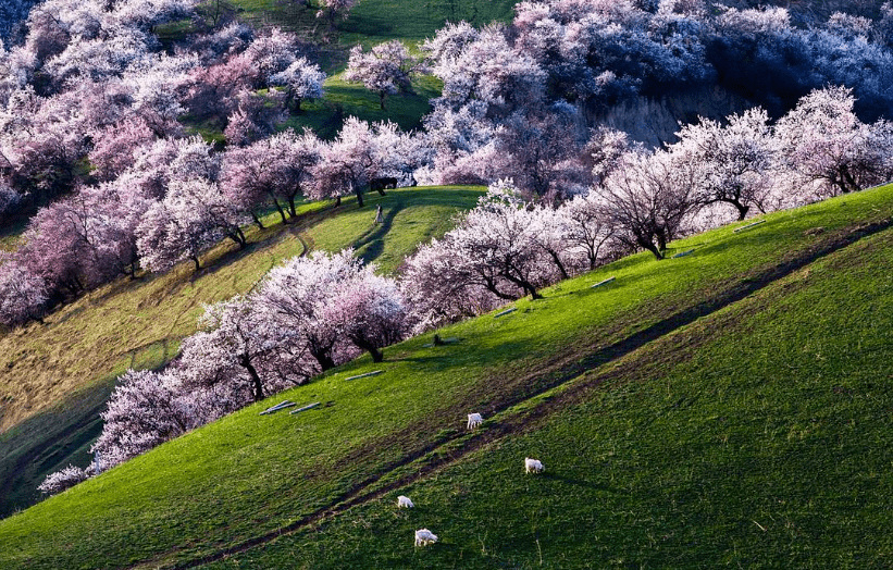 「副刊·美文」柯坪杏花香_杏树