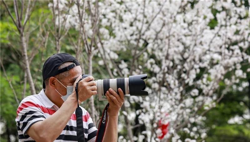 丰华园樱花节首日逾万人打卡，这里有免费门票攻略