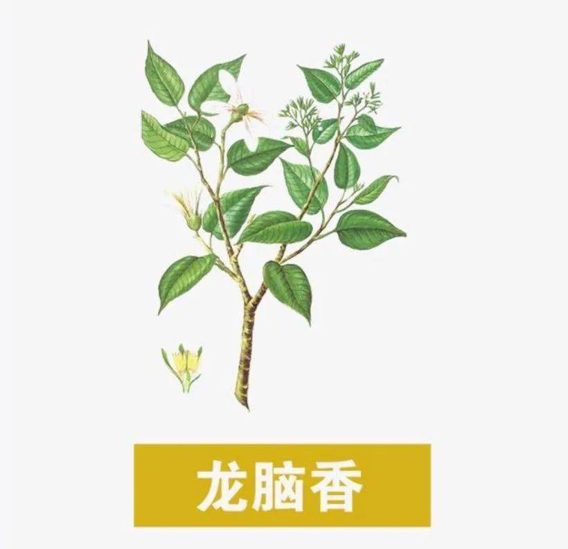 67诗词与中医梦断偏宜瑞脑香跟着李清照的词了解瑞脑香