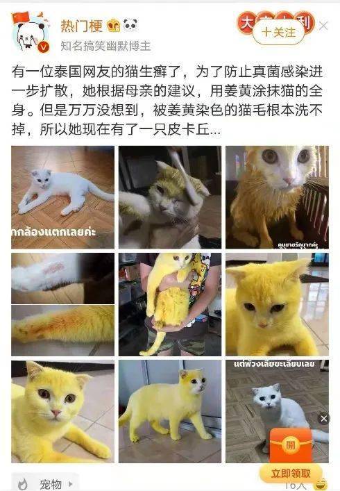 用姜黄治猫癣竟然变成皮卡丘 E宠商城百元好物难道不香吗 真菌