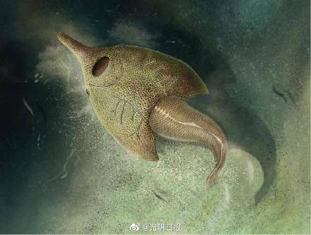 王平丽|本科生发现4.1亿年前鱼类新属种