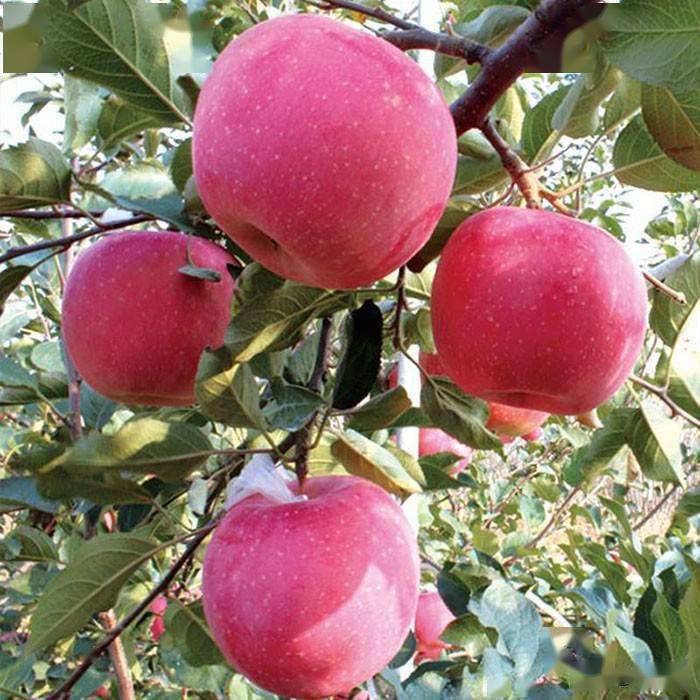 甘肃寒富苹果采收后的管理要点