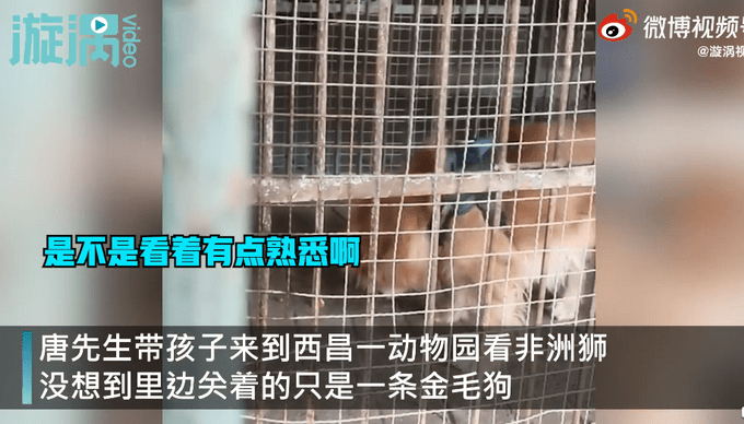 游客在动物园狮笼舍发现金毛犬,无奈表示没法和孩子解释,园方回应了!