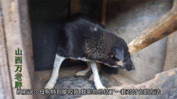 中华田园犬性格太厉害动不动就要张口咬人用一个方法成功制服