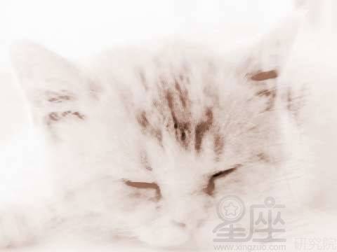 梦见小猫,周公解梦揭示的深层含义 梦见小猫,周公解梦揭示的深层含义