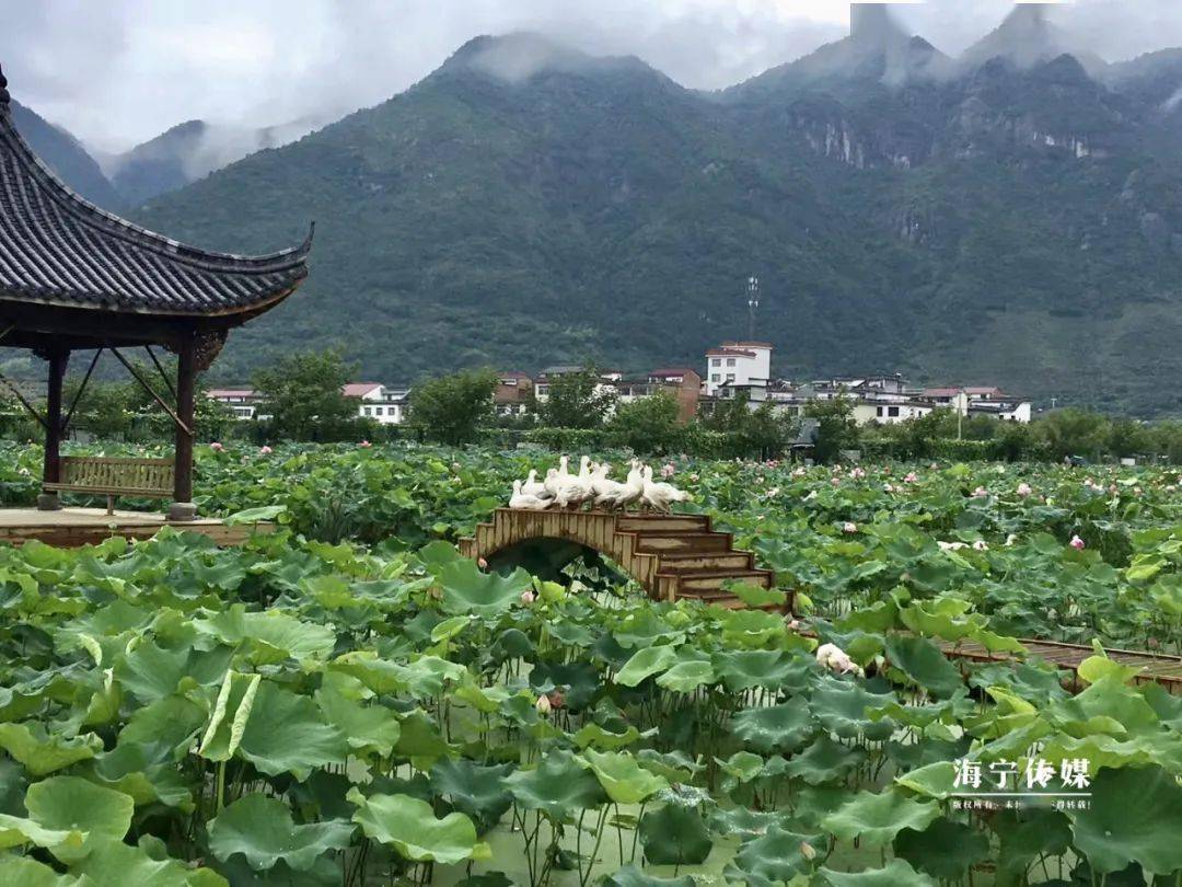 此次在雙山村選址種植武義縣柳城鎮提供的宣蓮良種,就是為了打造