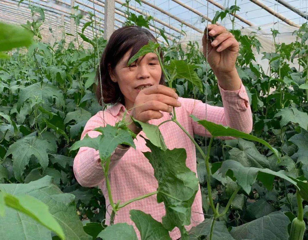 丝瓜想要产量高 关键就看这一步 方法