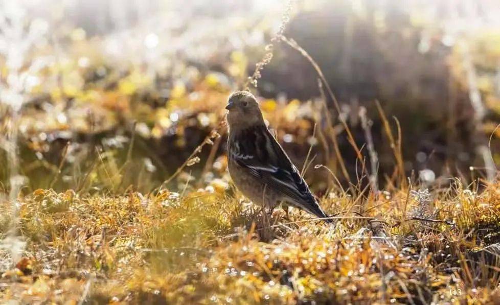 什么堂燕雀成语_燕雀处堂(4)