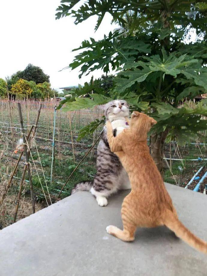 两只猫咪打架,太可爱了