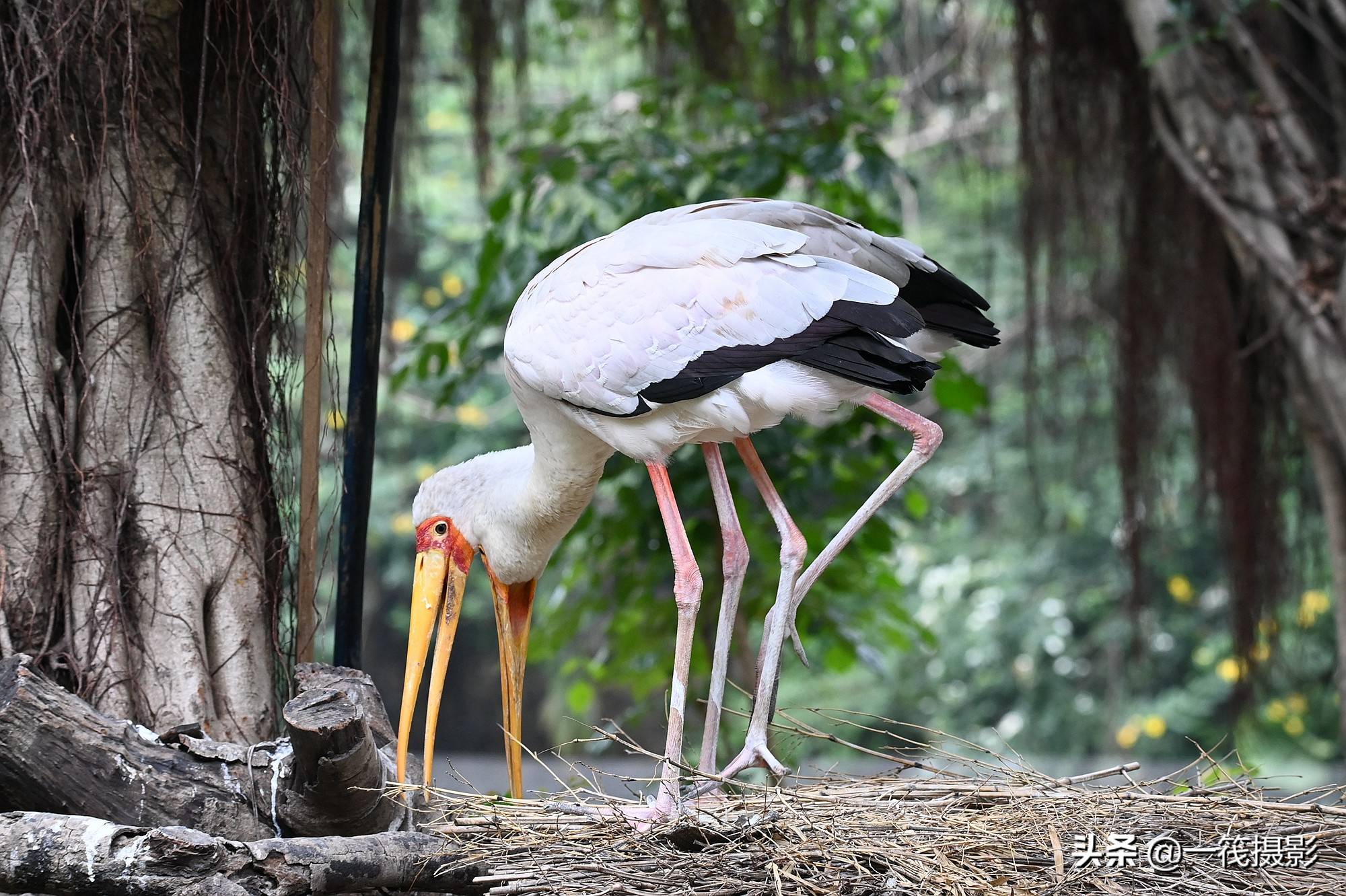 一对黄嘴鹮鹳亲密如一