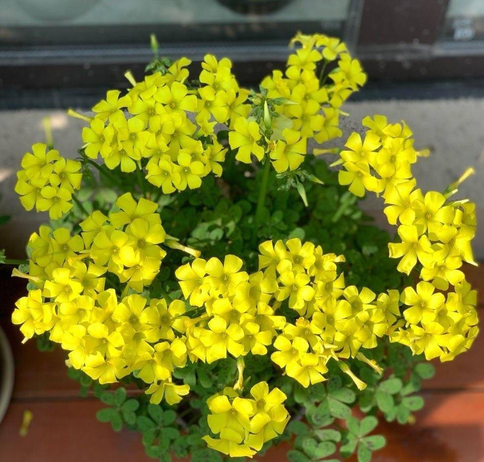 酢浆草黄麻子怎么养?记住4点,花儿又香又多开不停