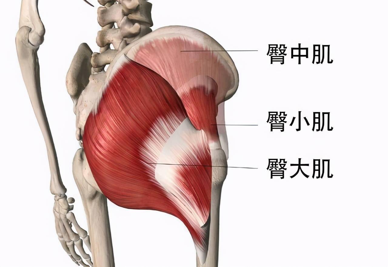 臀部肌肉解剖图ct图片