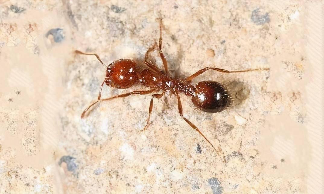 红火蚁的样子图片