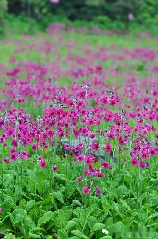 熊猫谷联合华西亚高山植物园举办小型高山杜鹃花展_研究