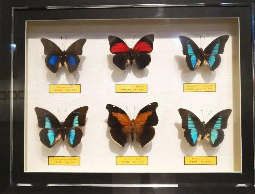 了解破茧成蝶的过程观赏多种蝴蝶标本跟随蝴蝶科普长廊来明月山景区4