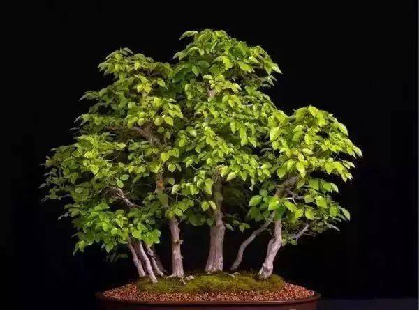 三十六种最常见的盆景植物