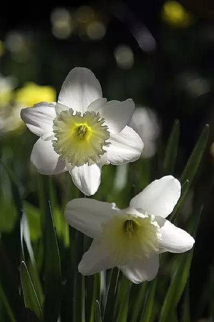 水仙花开 仙气自来 中國