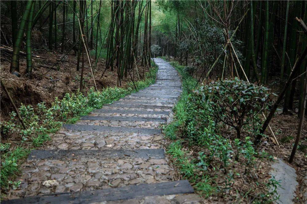春游清明踏青去哪百药山绿道等你来