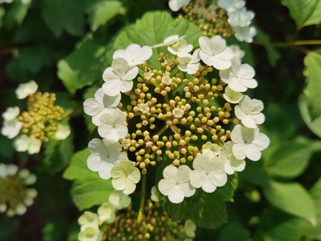 歐洲莢蒾( viburnum opulus linn.