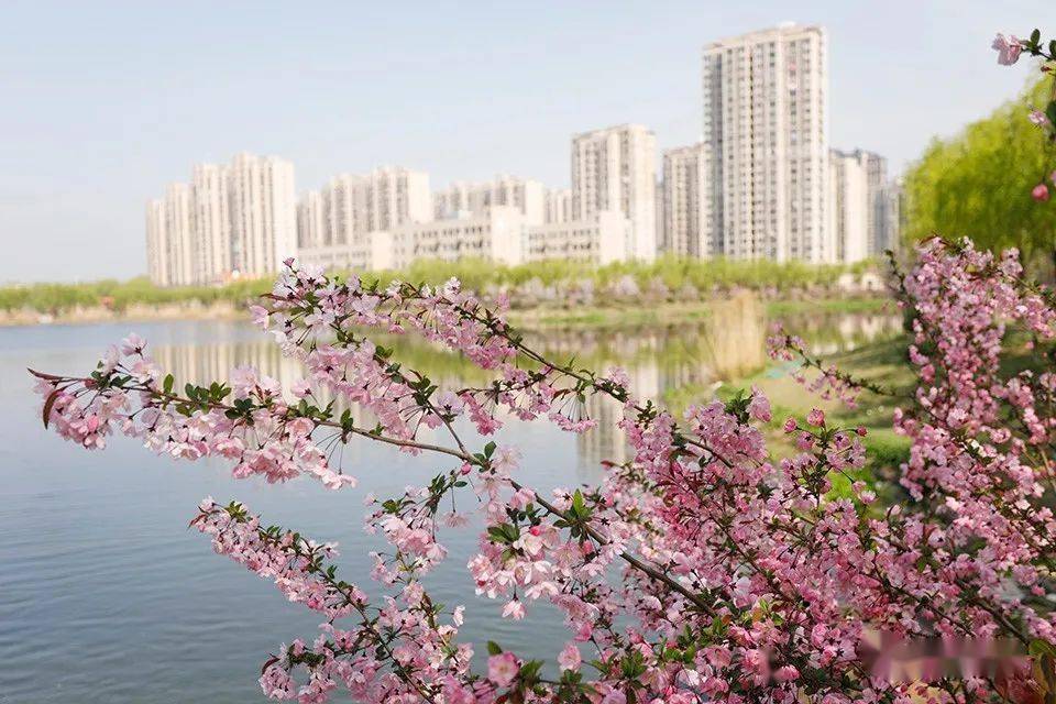 海棠花开艳春日景色美 固镇县